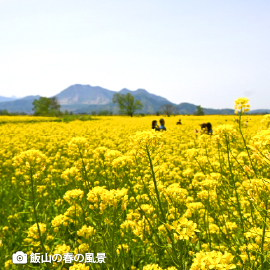 青空に菜の花畑、飯山の春の風景